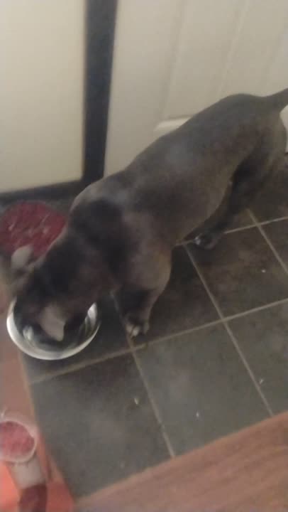 American Pit Bull stud dog video